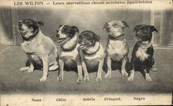 Postal Perros Perro los wilton Perros acróbatas equilibristas Nona Chita Souris Fresco Negro