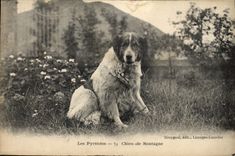 CPA Chiens Chien de montagne Pyrenees 
