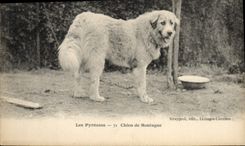 CPA Chiens Chien de montagne Pyrenees 