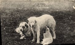 CPA Chiens de montagne Pyrenees Chien 