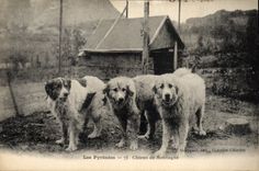 CPA Chiens de montagne Pyrenees Chien 