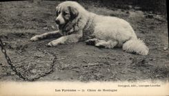 CPA Chiens Chien de montagne Pyrenees 