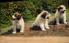 Vintage Postcard Puppies of mountain of the kennels Club of Argeles Dog