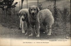 CPA Chiens de montagne Pyrenees Chien 