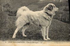 CPA Chiens Chien de montagne Pyrenees 