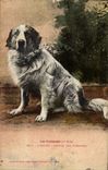 CPA Chiens des Pyrenees Chien Pyrenees Viscos 