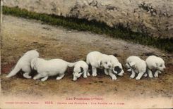 CPA Chiens des Pyrenees Une portee de 8 jours Chien 