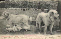 CPA Chiens des Pyrenees Une interessante famille Chien 