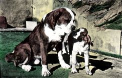 Modern Postcard Dogs of Holy Gd Bernard Chien