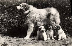 CPM Chiens Chien Pyrenees 