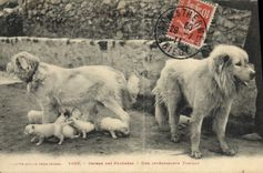 CPA Chiens des Pyrenees Une interesante famille Chien 