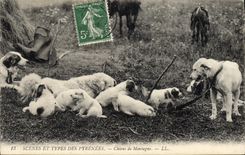 CPA Chiens de montagne Chien Pyrenees