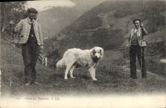 CPA Chiens des Pyrenees Chien 