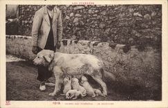 CPA Chiens des Pyrenees Le dejeuner Chien 