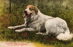 CPA Chiens Chien des Pyrenees 