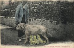 CPA Chiens des Pyrenees Le dejeuner Chien 