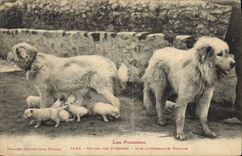 CPA Chiens des Pyrenees Une interessante famille Chien 