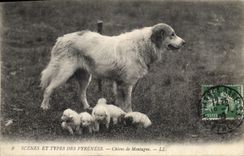 CPA Chiens de montagne Pyrenees Chien 