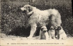 CPA Chiens des Pyrenees Gazost 1er et ses petits du Chenil Club d'Argeles Chien 