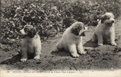 CPA Petits Chiens de montagne du chenil club d'Argeles Chien 