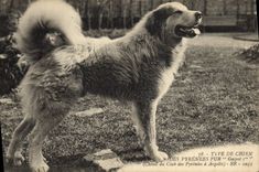 CPA Chiens Chien Pyrenees Gazost 1er Chenil du club des Pyrenees a Argeles 