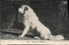 CPA Chiens Chien des Pyrenees 