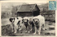 CPA Chiens des Pyrenees Chien 