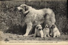 CPA Chiens des Pyrenees Gazost 1er et ses petits du Chenil Club d'Argeles Chien 