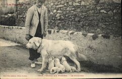 CPA Chiens des Pyrenees le dejeuner Chien 