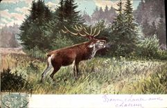 CPA Chasse Cerf 