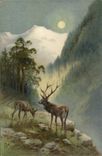 CPA Chasse Cerf Biche 