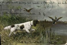 CPA Chasse Chien Canards 