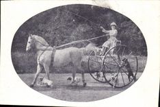 Vintage Postcard Crew Horse Dogs