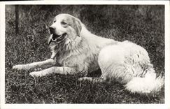 CPA Chiens Chien des Pyrenees 