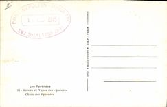 CPA Chiens Chien des Pyrenees 