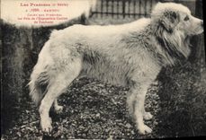 CPA Chiens Chien des Pyrenees 1er prix de l'exposition canine de Toulouse Bambou