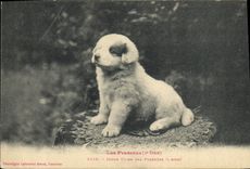 CPA Chiens Jeune Chien des Pyrenees 