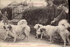 CPA Chiens des Pyrenees Chien 