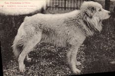 CPA Chiens Chien des Pyrenees 1er prix de l'exposition canine de Toulouse Bambou