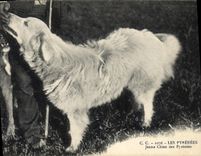 CPA Chiens Jeune Chien des Pyrenees 