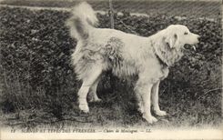 Vintage Postcard Dogs Dog of Pyrenees mountain
