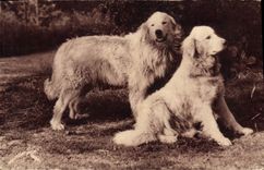 Vintage Postcard Dogs of the Pyrenees Dog Guards of herds against the bear