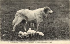 Vintage Postcard Dogs of mountain the Pyrenees Dog