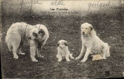 Vintage Postcard Dogs Pyrenees Dog the father the mother and the son