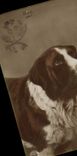 Vintage Postcard Dogs Dog