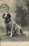 Vintage Postcard Dogs Dog of the Pyrenees Viscos