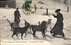 Vintage Postcard Dogs Dog Old people's home of Large St Bernard the raising of the dogs
