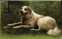 CPA Chiens Chien des Pyrenees 