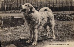 CPA Chiens Chien des Pyrenees 