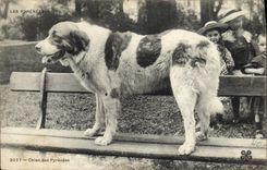CPA Chiens Chien des Pyrenees 